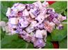 Chicken Waldorf Salad. Recipe by TOOLBELT DIVA