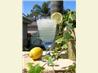 Homemade Lemonade