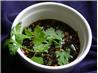 Chinese Poach Chicken Dip