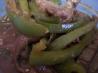 Green Pepper Steak. Recipe by Beeks