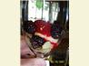 Raspberry Coulis