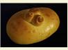 Sweet Bread