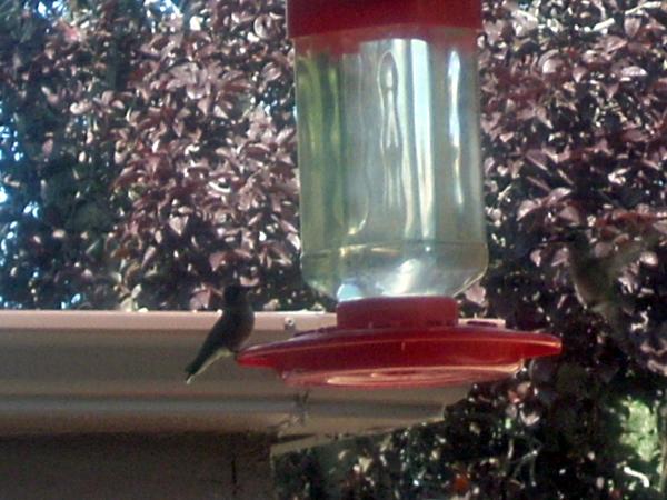Hummingbird Nectar. Photo by Chef Joey Z.