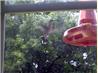 Hummingbird Nectar