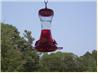 Hummingbird Nectar