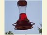 Hummingbird Nectar