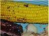 Corn on the cob