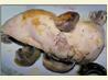 Chicken and Mushroom Casserole. Recipe by Dreamgoddess
