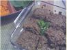 Oat Burgers. Recipe by Gina Hobbs