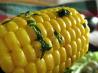 Herbed Corn on the Cob Grilled in Foil
