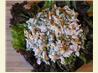 Parmesan and Basil Chicken Salad. Recipe by tofucheesecake