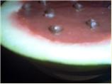 Watermelon Pudding or Sauce