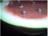 Watermelon Pudding or Sauce