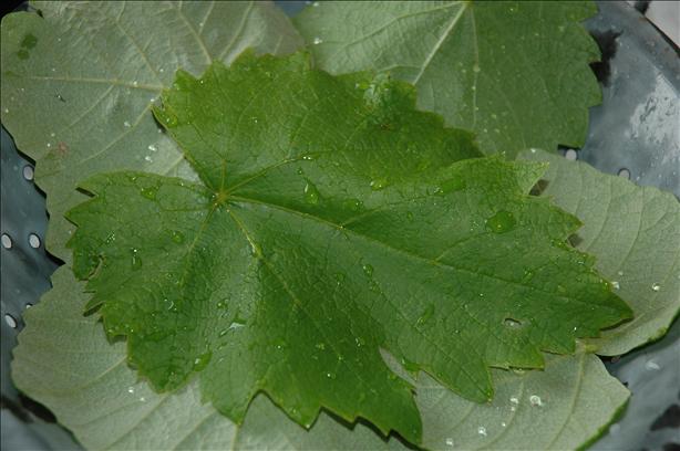 Grape Leaves-Canning Recipe. Photo by Sweetiebarbara