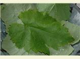 Grape Leaves-Canning Recipe