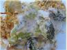 Broccoli/Chicken Casserole