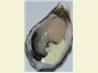 Fire and Ice Oysters with Horseradish Sauce. Recipe by Hey Jude