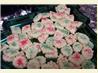 Shortbread Cookies