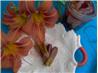 Daylilly Buds, Spiced and Pickled. Recipe by Sharon123