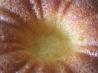 Incredible Lemon Cake