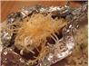 Best Baked Potato