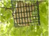 A Homemade Bird Treat for Your Feather Friends
