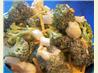 Cheddar Broccoli Salad