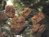 Apple Brownies