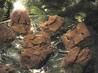 Apple Brownies