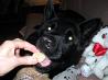 Doggie Treats