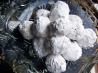 Mexican Wedding Cookies