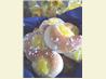 Lemon Brunch Buns