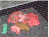 The Most Wonderful Gingerbread Cookies
