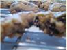 Bakery Style Chewy Chocolate Chip Cookies