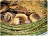 Chinese Pot Roast