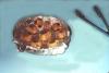 Moroccan Meatballs