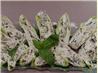 Stuffed Endive Spears
