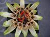 Stuffed Endive Spears