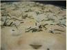 Rosemary Focaccia Bread