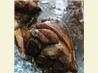 Braised Lamb Shanks