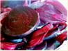 Pickled Beets (Cwikla)