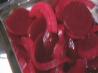 Pickled Beets (Cwikla)