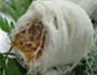 Dragon Hair Candy or Dragon Beard Candy. Photo by Gillian Spence