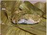 Fish steamed in Banana leaves. Recipe by Girl from India