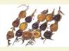 Roasted Rosemary Skewered Figs. Recipe by Steve Sickenberger