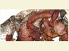 Breakfast Trout with Bacon