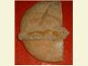 Dark Tuscan Bread (Pane Toscano Scuro). Recipe by khah