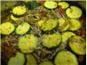 Zucchini Marinara - Diabetic. Recipe by Barb Gertz