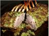Rack Of Lamb