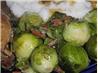 Rachael Ray's Brussels Sprouts with Bacon and Shallots. Recipe by Cristin